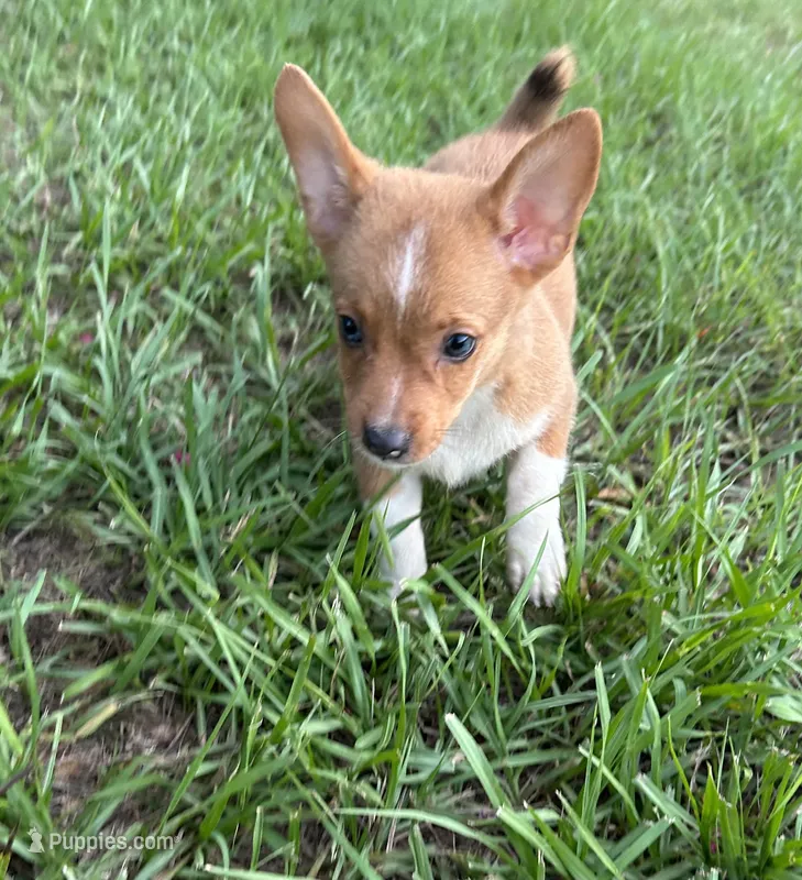 Frankie – Pembroke Welsh Corgi puppy for sale in Mobile, AL