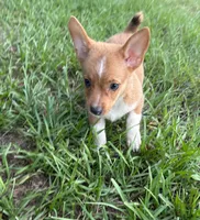 Frankie, a male Pembroke Welsh Corgi for sale in Mobile, AL – 1 of 6