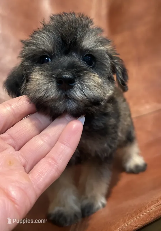 Snicker Doodle  – Schnoodle puppy for sale in Mobile, AL