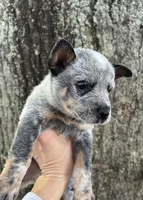 Photo of Waylon