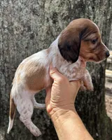 Scout, a male Miniature Dachshund for sale in Mobile, AL – Photo 2 of 3