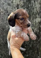 Scout, a male Miniature Dachshund for sale in Mobile, AL – Photo 1 of 3