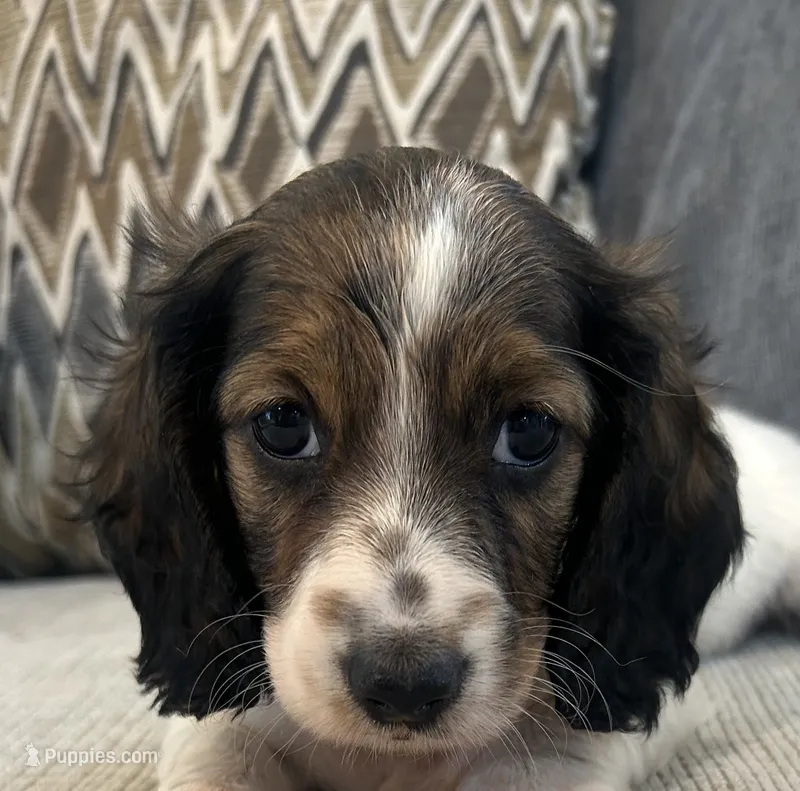Molly – Miniature Dachshund puppy for sale in Mobile, AL