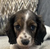 Molly, a female Miniature Dachshund for sale in Mobile, AL – 1 of 4