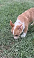 Lainey, a female Pembroke Welsh Corgi for sale in Mobile, AL – 3 of 8