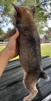 Hank, a male Australian Cattle Dog for sale in Mobile, AL – 5 of 5