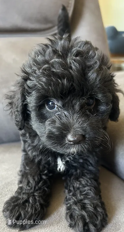 Max – Poodle - Toy , Toy Australian Shepherd puppy for sale in Mobile, AL