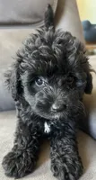 Max, a male Poodle - Toy  and Toy Australian Shepherd for sale in Mobile, AL – 1 of 7