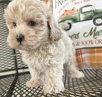 Milo, a male Maltipoo for sale in Mobile, AL – 3 of 7
