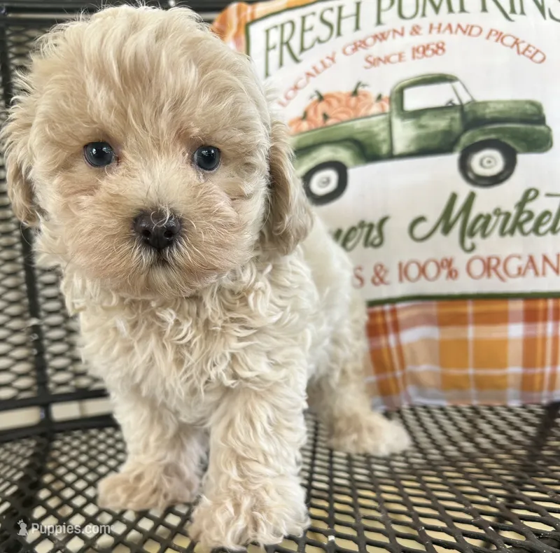 Molly – Maltipoo puppy for sale in Mobile, AL