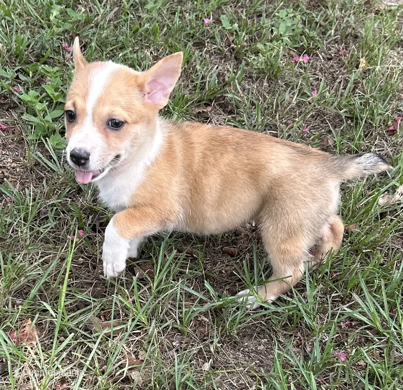 Lainey – Pembroke Welsh Corgi puppy for sale in Mobile, AL