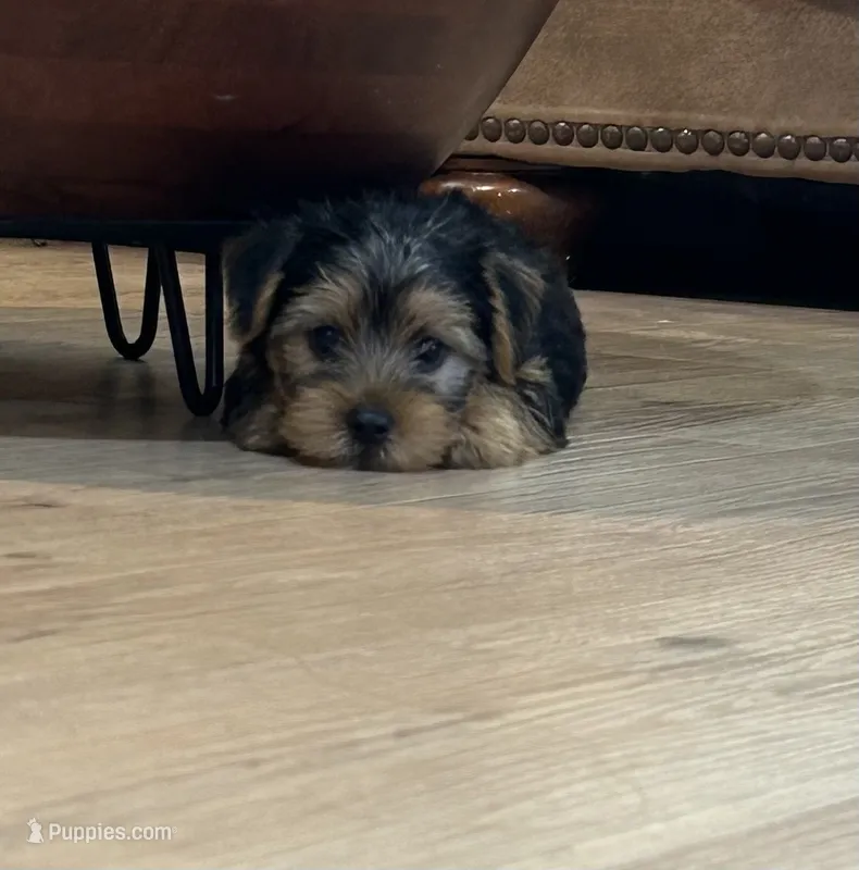 JT – Yorkshire Terrier puppy for sale in Mobile, AL
