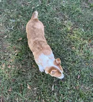 Tator, a female Pembroke Welsh Corgi for sale in Mobile, AL – 3 of 3