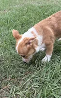 Lainey, a female Pembroke Welsh Corgi for sale in Mobile, AL – 2 of 8