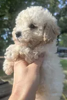 Coco, a male Poodle - Toy  for sale in Mobile, AL – 2 of 4