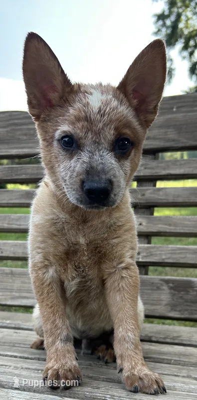 Ace – Australian Cattle Dog puppy for sale in Mobile, AL