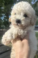 Coco, a male Poodle - Toy  for sale in Mobile, AL – 1 of 4