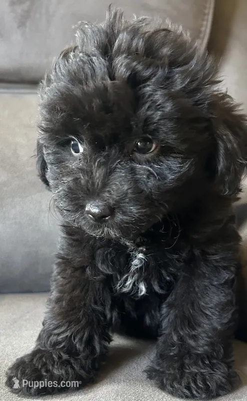 Dolly  – Poodle - Toy , Toy Australian Shepherd puppy for sale in Mobile, AL