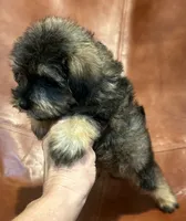 Snicker Doodle , a male Schnoodle for sale in Mobile, AL – 5 of 8