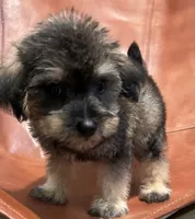 Snicker Doodle , a male Schnoodle for sale in Mobile, AL – 6 of 8