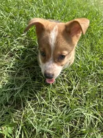 Jesse, a female Pembroke Welsh Corgi for sale in Mobile, AL – 8 of 10