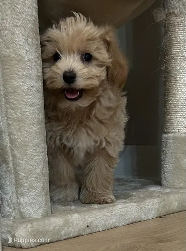 Sam – Maltipoo puppy for sale in Mobile, AL