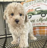 Milo, a male Maltipoo for sale in Mobile, AL – 4 of 7