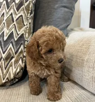 Milly, a female Poodle - Toy  for sale in Mobile, AL – 3 of 4