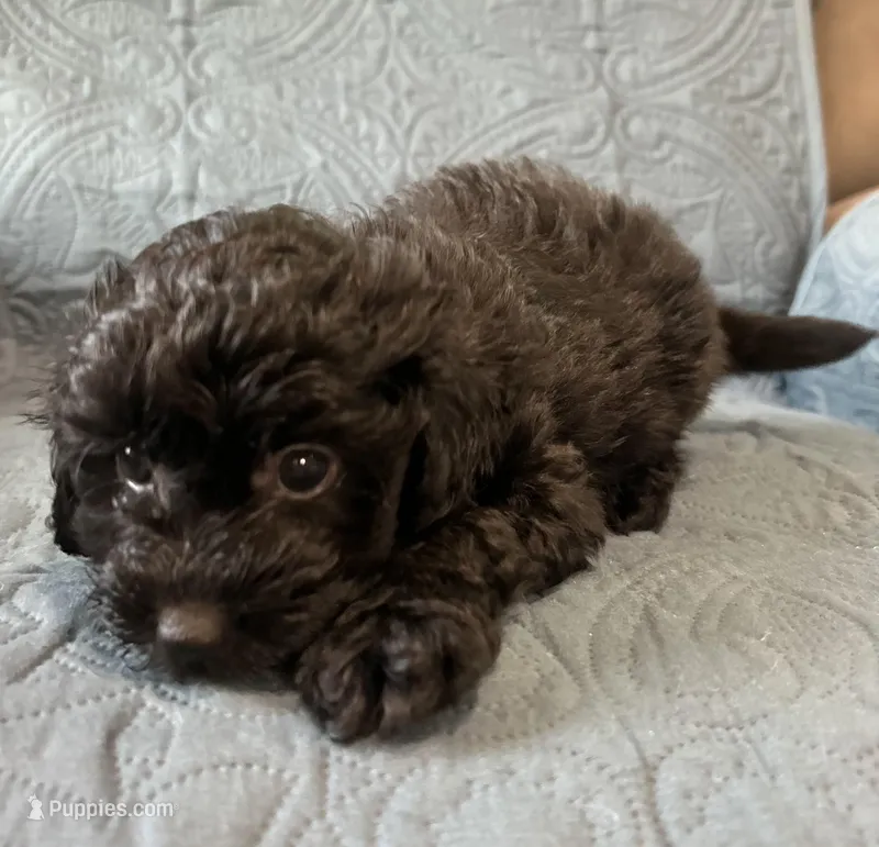 Chippy – Poodle - Toy , Toy Australian Shepherd puppy for sale in Mobile, AL