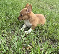 Frankie, a male Pembroke Welsh Corgi for sale in Mobile, AL – 6 of 6
