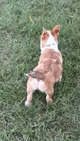 Lainey, a female Pembroke Welsh Corgi for sale in Mobile, AL – 6 of 8