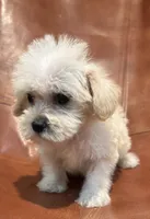 Snoodle, a male Schnoodle for sale in Mobile, AL – 3 of 9
