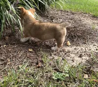 Jesse, a female Pembroke Welsh Corgi for sale in Mobile, AL – 9 of 10