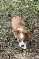 Buster, a male Pembroke Welsh Corgi for sale in Mobile, AL – 3 of 5