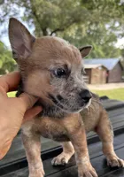 Hank, a male Australian Cattle Dog for sale in Mobile, AL – 2 of 5