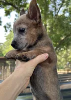 Waylon, a male Australian Cattle Dog for sale in Mobile, AL – 3 of 3