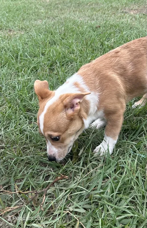 Lainey – Pembroke Welsh Corgi puppy for sale in Mobile, AL