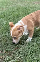 Lainey, a female Pembroke Welsh Corgi for sale in Mobile, AL – 1 of 8