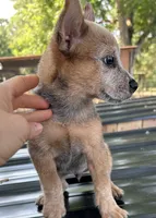 Waylon, a male Australian Cattle Dog for sale in Mobile, AL – 1 of 3