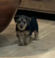 Scout, a male Yorkshire Terrier for sale in Mobile, AL – 6 of 7