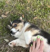 Sam, a male Pembroke Welsh Corgi for sale in Mobile, AL – Photo 8 of 8