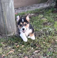 Sam, a male Pembroke Welsh Corgi for sale in Mobile, AL – Photo 3 of 8