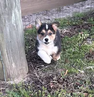 Sam, a male Pembroke Welsh Corgi for sale in Mobile, AL – Photo 2 of 8