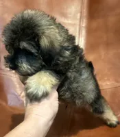 Snicker Doodle , a male Schnoodle for sale in Mobile, AL – 4 of 8