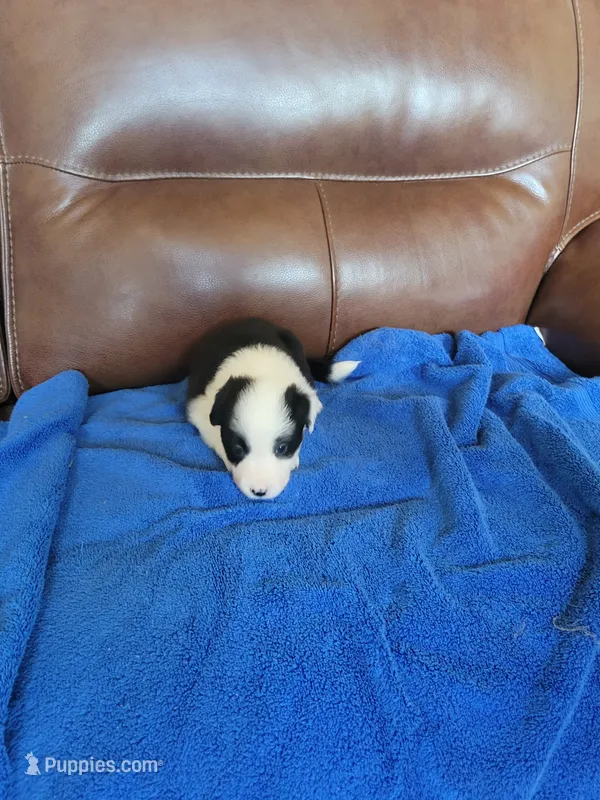 Bo Peep – Border Collie puppy for sale in Highland, MI
