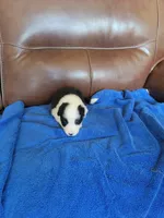 Bo Peep, a female Border Collie for sale in Highland, MI – 1 of 5