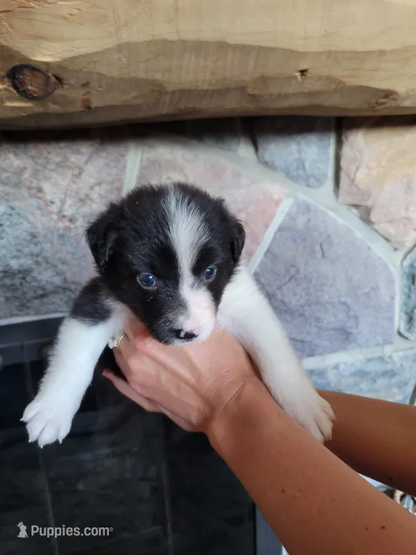 Jesse – Border Collie puppy for sale in Highland, MI