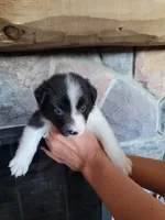 Jesse, a female Border Collie for sale in Highland, MI – 1 of 3