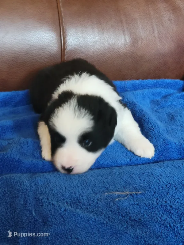 Dolly – Border Collie puppy for sale in Highland, MI