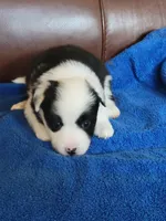 Lily, a female Border Collie for sale in Highland, MI – 3 of 3